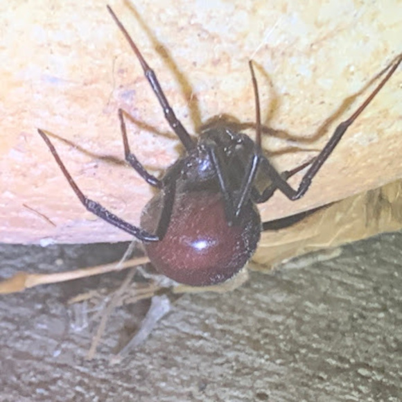 arachnid_284